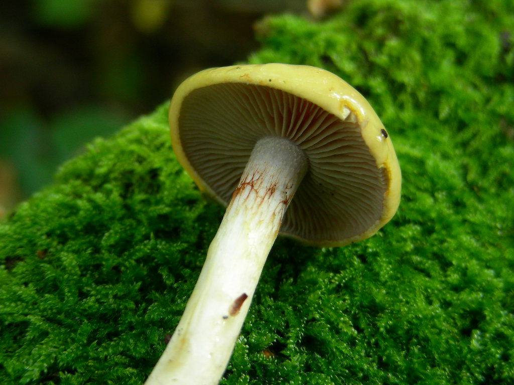 Mi sembra ...(mini quiz.)